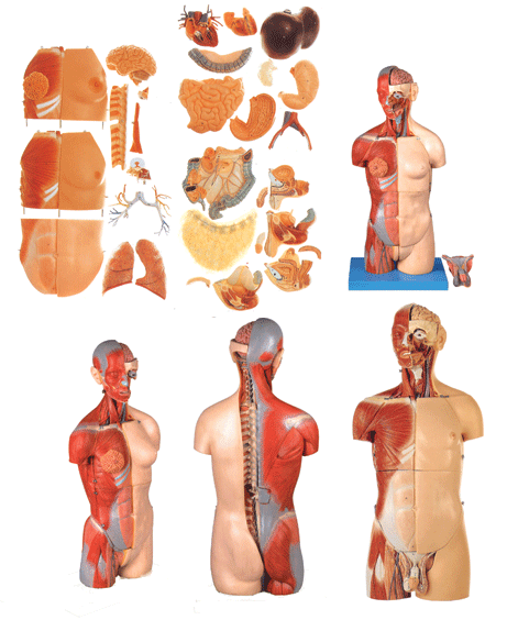 <b>互换肌肉内脏背部开放式头颈躯干模型</b>
